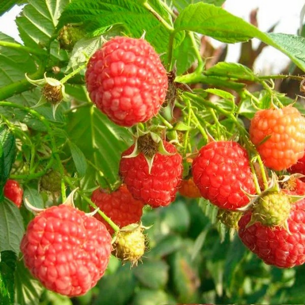 Саженцы Малина красная Таганка