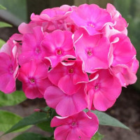 Саженцы Флокс Jules Sandeau (Жуль Сандо)