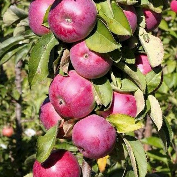 Саженцы Яблоня колоновидная Есения