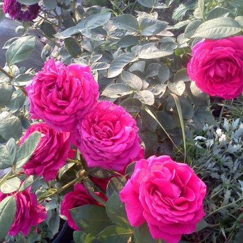 Саженцы Роза чайно-гибридная Шакира