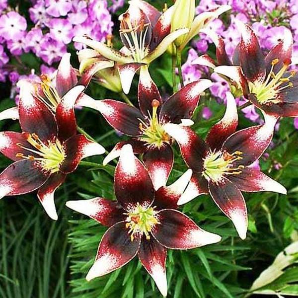  Лилия азиатская Natty's Pride (Нэттиз Прайд)