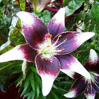  Лилия азиатская Natty's Pride (Нэттиз Прайд)