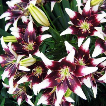  Лилия азиатская Natty's Pride (Нэттиз Прайд)