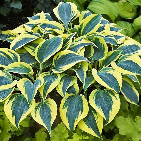 Саженцы Хоста Autumn Frost (Отэм Фрост) М