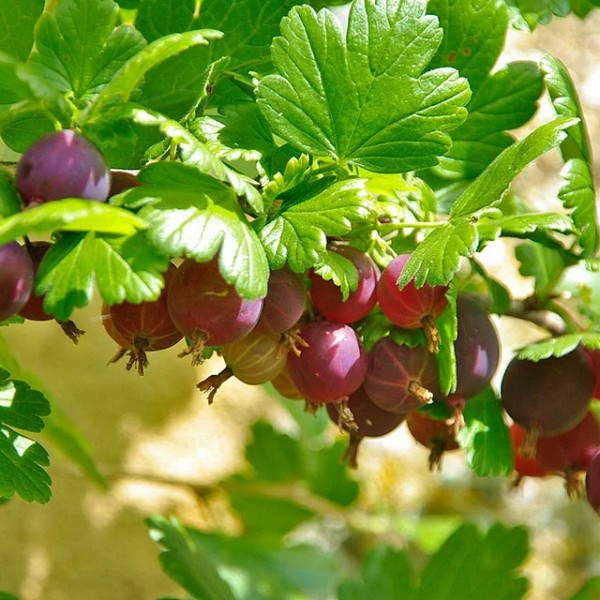 Саженцы Крыжовник Раволт