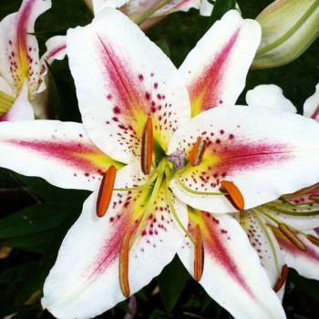  Лилия восточная Arena (Арена)