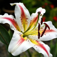  Лилия восточная Arena (Арена)