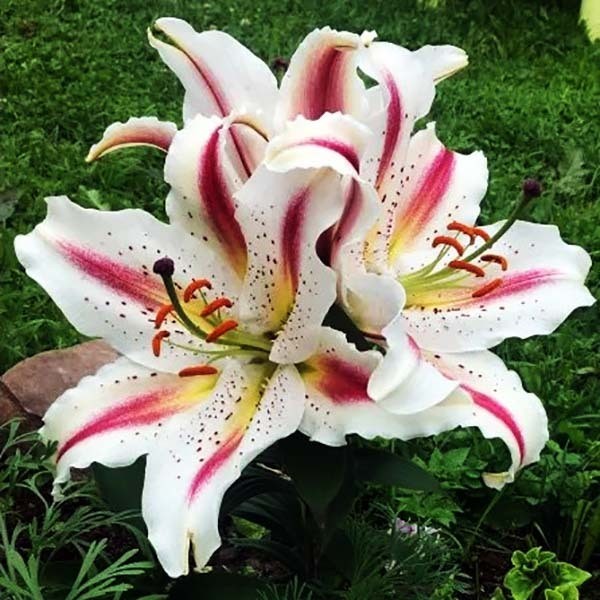  Лилия восточная Arena (Арена)