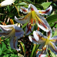  Лилия восточная Arena (Арена)