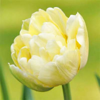 Тюльпан махровый Монте Свит (в упаковке - 3шт.)