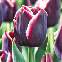 Тюльпан Триумф Джекпот (в упаковке - 3шт.)