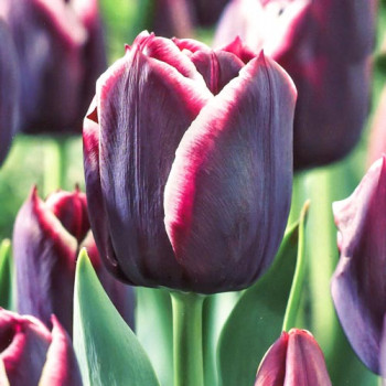 Тюльпан Триумф Джекпот (в упаковке - 3шт.)