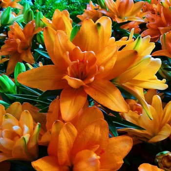  Лилия азиатская Tiny Double Dutch (Тайни Дабл Датч)