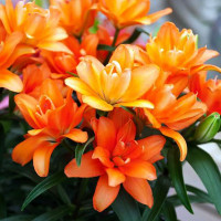  Лилия азиатская Tiny Double Dutch (Тайни Дабл Датч)