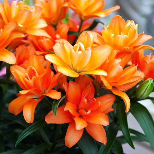  Лилия азиатская Tiny Double Dutch (Тайни Дабл Датч)