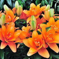  Лилия азиатская Tiny Double Dutch (Тайни Дабл Датч)