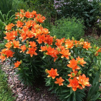  Лилия азиатская Tiny Double Dutch (Тайни Дабл Датч)