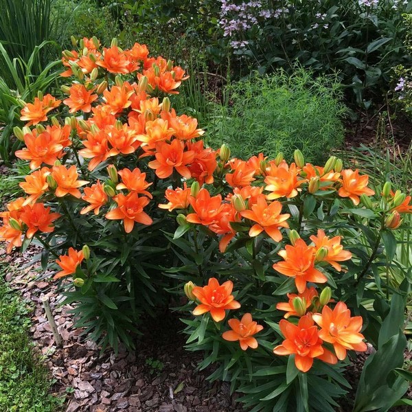  Лилия азиатская Tiny Double Dutch (Тайни Дабл Датч)