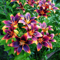  Лилия биколор азиатская Forever Susan (Форева Сьюзан)