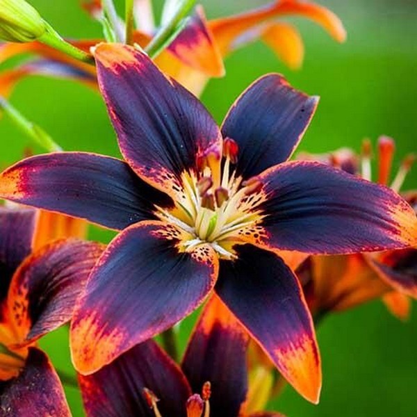  Лилия биколор азиатская Forever Susan (Форева Сьюзан)