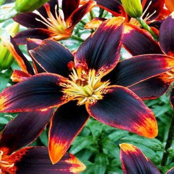  Лилия биколор азиатская Forever Susan (Форева Сьюзан)