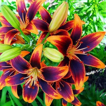  Лилия биколор азиатская Forever Susan (Форева Сьюзан)