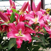  Лилия ОТ гибрид Maldano (Мальдано)