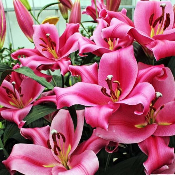  Лилия ОТ гибрид Maldano (Мальдано)