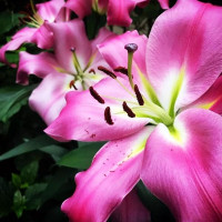  Лилия ОТ гибрид Maldano (Мальдано)