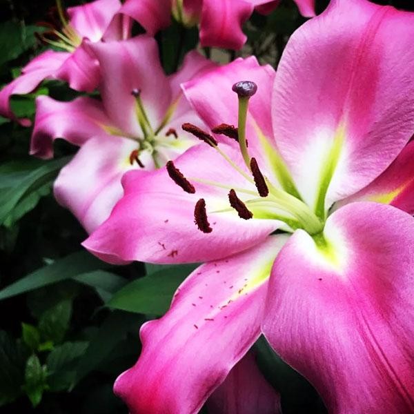  Лилия ОТ гибрид Maldano (Мальдано)