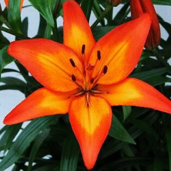  Лилия Фиамма