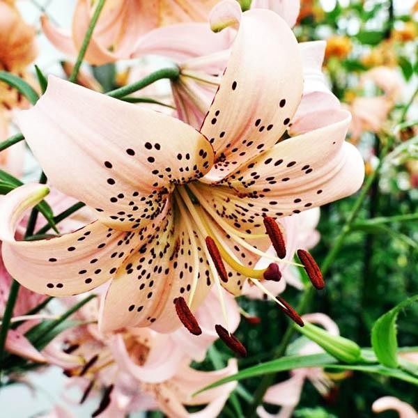  Лилия тигровая Pink Giant (Пинк Джиант)