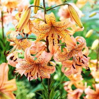  Лилия тигровая Pink Giant (Пинк Джиант)