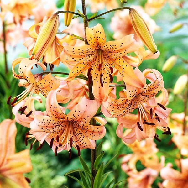  Лилия тигровая Pink Giant (Пинк Джиант)