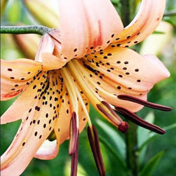  Лилия тигровая Pink Giant (Пинк Джиант)