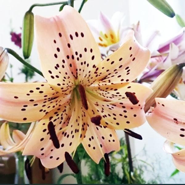  Лилия тигровая Pink Giant (Пинк Джиант)