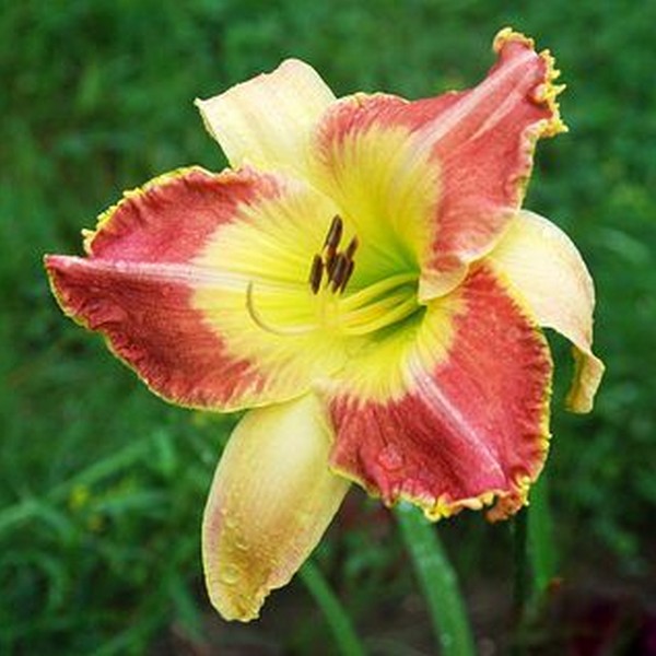 Саженцы Лилейник Lotus Position (Лотус Позишн)