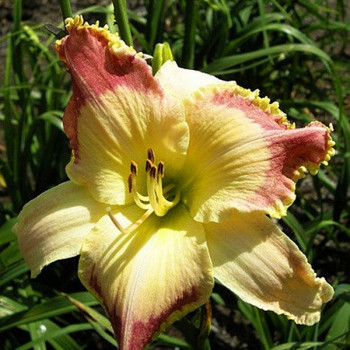 Саженцы Лилейник Lotus Position (Лотус Позишн)