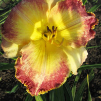 Саженцы Лилейник Lotus Position (Лотус Позишн)