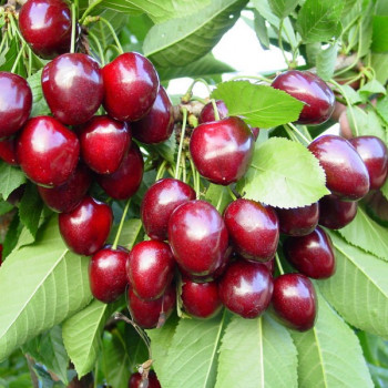 Саженцы Черешня Сюрприз
