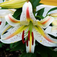  Лилия восточная Garden Party (Гарден Пати)