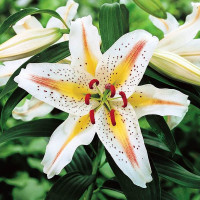 Лилия восточная Garden Party (Гарден Пати)