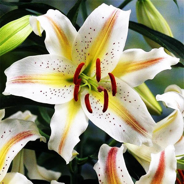  Лилия восточная Garden Party (Гарден Пати)