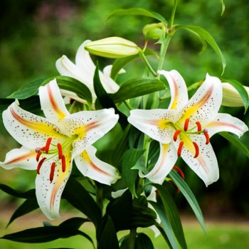  Лилия восточная Garden Party (Гарден Пати)