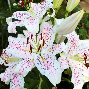  Лилия восточная Madelaine (Маделейн)