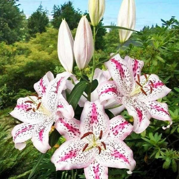  Лилия восточная Madelaine (Маделейн)