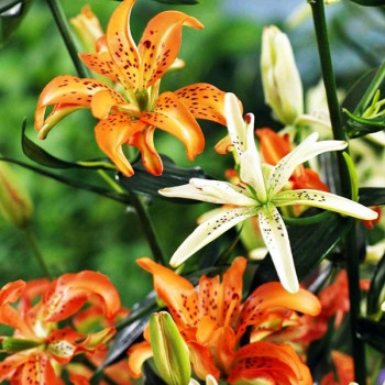  Лилия азиатская Must See (Маст Си)