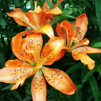  Лилия азиатская Must See (Маст Си)