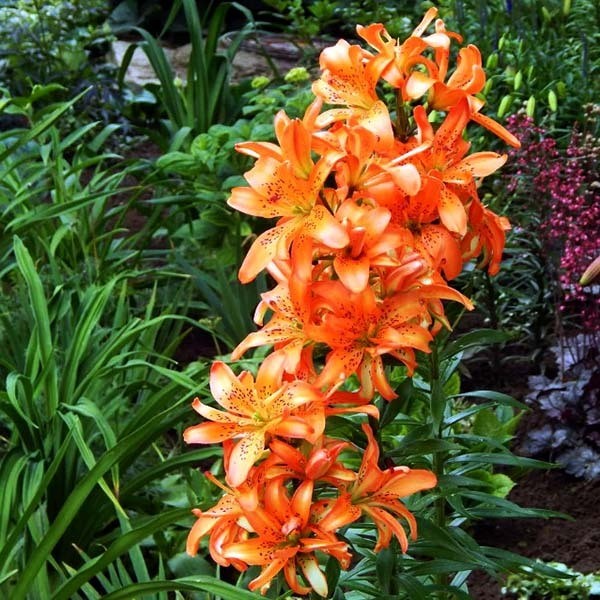  Лилия азиатская Must See (Маст Си)