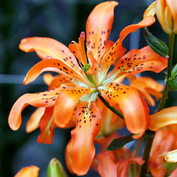  Лилия азиатская Must See (Маст Си)